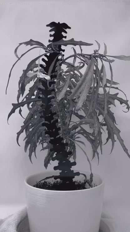 Spine Acrylic Plant Support/Trellis