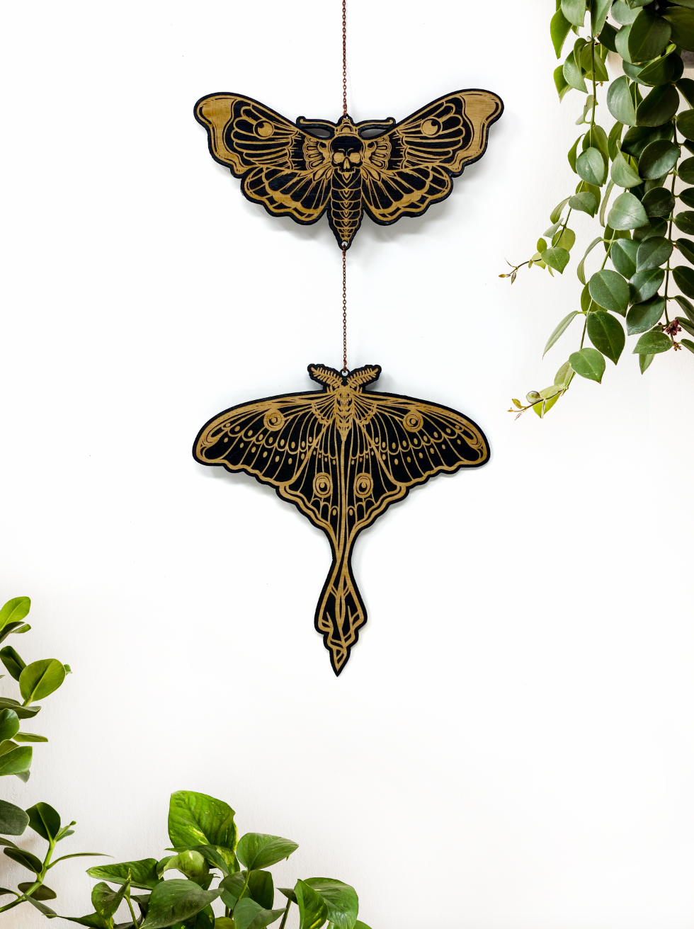 Luna Moth X Death Head Hawkmoth Wall Hanging