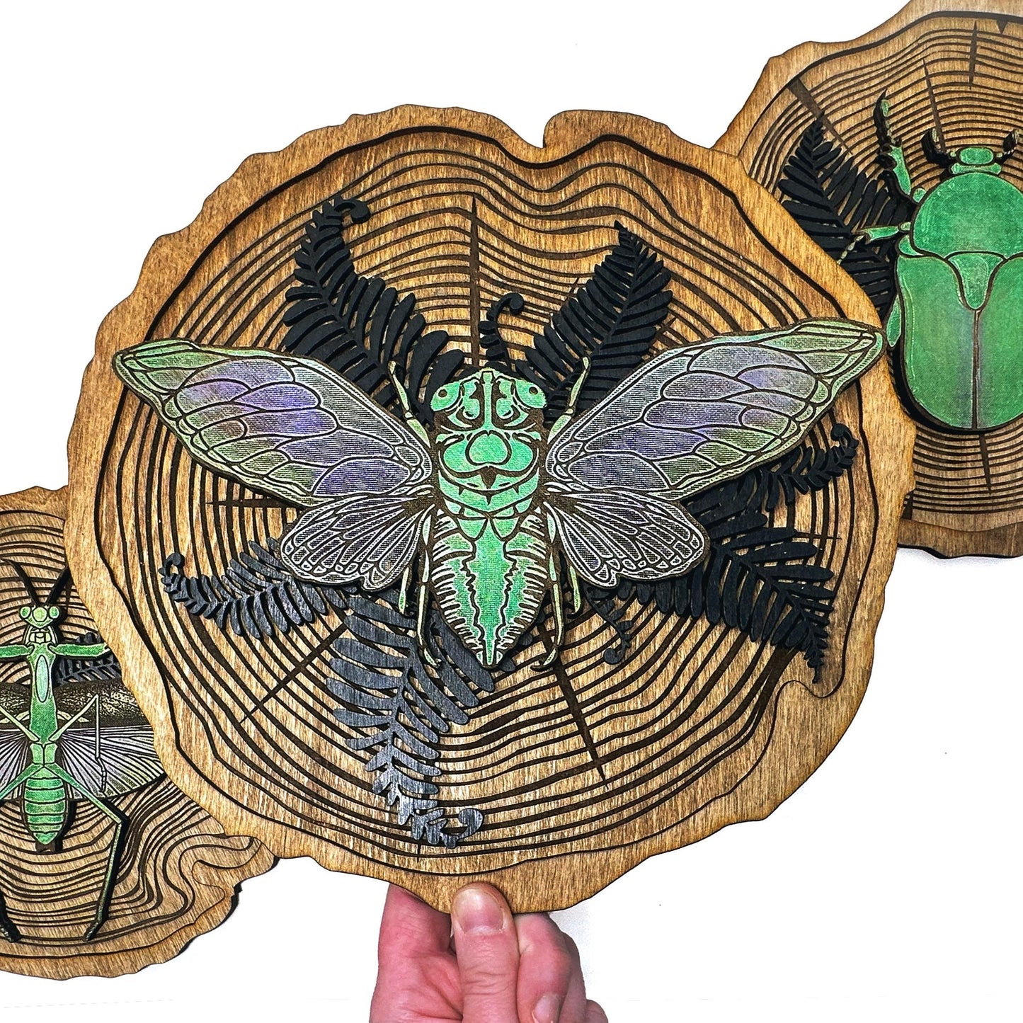 Cicada Wood Slice