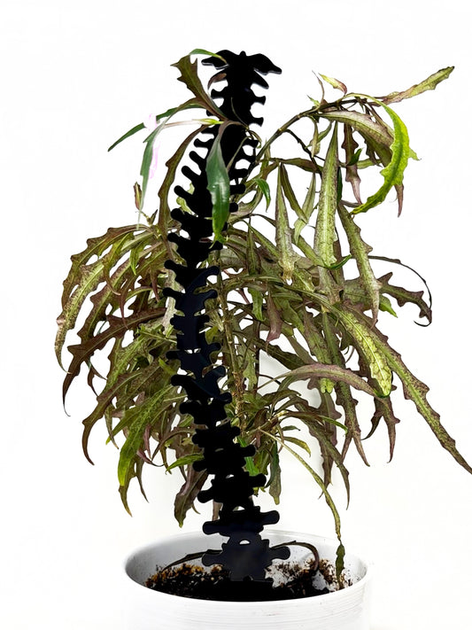 Spine Plant Support/Trellis