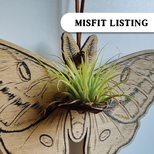 MISFIT LISTING - Luna Moth Air Plant Hanger